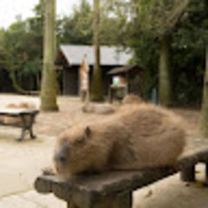 Meet your Posher, Alexzander